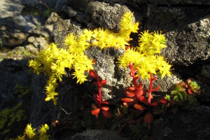 Flowers at the base of the East Buttress of Middle Cathedral