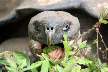 Tortoise, Galapagos Islands, 2010