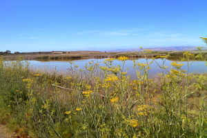 Bayshore trail is pretty!