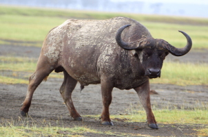 Curious buffalo at Lake Nakuru