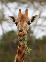 A posing giraffe at lunch