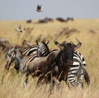 Wildebeest and zebra during the annual migration