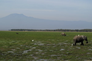 Elephants and Kilimanjaro