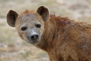 Hyena