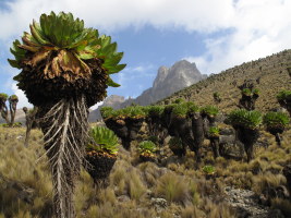 Approaching Mt Kenya on the 2nd day