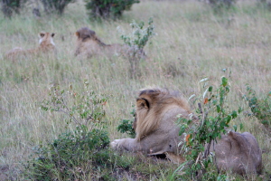 3 lions, not bad