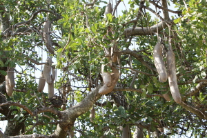 Sausages grow on trees in Africa