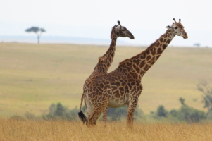 Masai giraffes