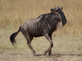 Wildebeest