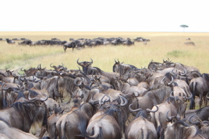 The Great Migration