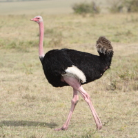 Male ostrich