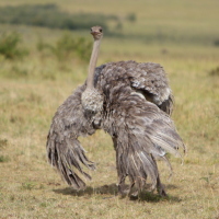 Female ostrich