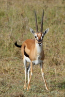 Impala