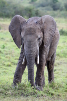 Baby elephant