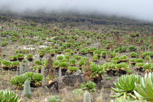 Hillside full of funky plants