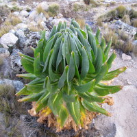 These neat plants close up in the sub-zero temperatures during the night, and open up when it warms up