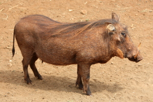 Warthog