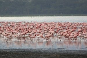 Flamingo central!