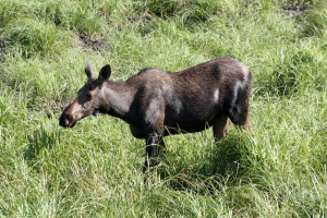 Baby moose? We finally had a wild encounter (not sure where mommy was, so we didn't hang out too much)