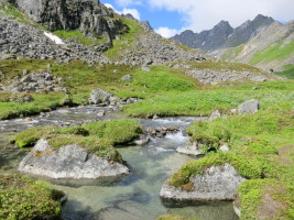 Green and lots of water!