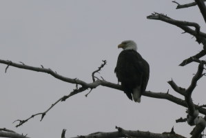 While sea kayaking, we pulled up to a beach and hiked up to this lookout, where two bald eagles had a nest. The male was watching out...