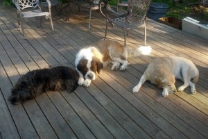 Gill, Maggie and Bob chilling on the patio