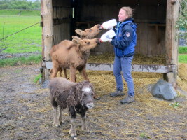 Baby moose and musk ox