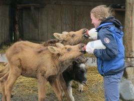 The muskox was feeling left out! They got fed at different times...