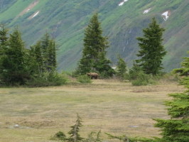 Grizzly in the meadow. He heard and saw us first, no worries