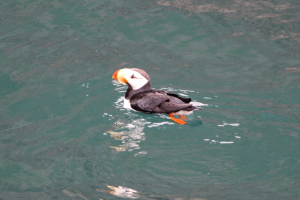 Puffin!