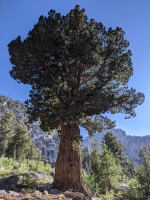 Amazing Juniper tree on the approach to Blacksmith Peak