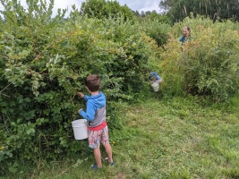 Blueberry picking :)