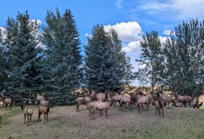 Sun Valley, Idaho elk herd