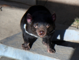 Not the best photo, but I loved the Tassie devil!
