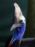 Badass cassowary!