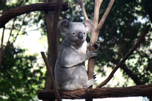 And then we went to the Koala Sanctuary :)