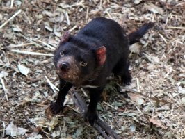 The Tasmanian devils were awesome! They wouldn't hold still though, so it was hard to take photos...
