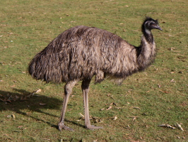 Emu, another Australian icon
