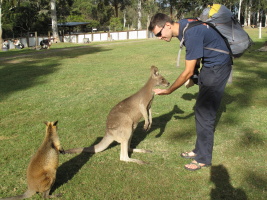 Note the two different kinds of kangaroo (red vs regular?)
