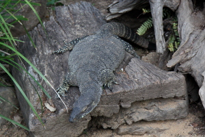 A guana - we saw an identical one in the wild at Frog Buttress the next day!