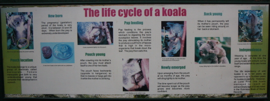 Interesting koala facts
