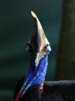 Cassowaries are amazing birds. We'd be lucky enough to see one in the wild!