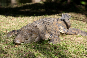 These guys sleep almost as much as koalas...