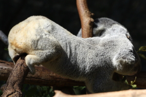 Koala's butts have a large cartilage plate that allows them to sit in trees for extended amounts of time