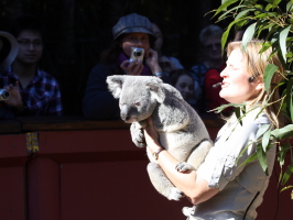 A koala presentation