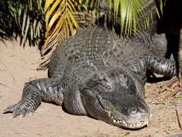 American Alligator (different snout)