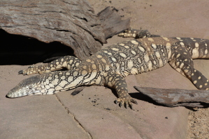 A guana - we saw the same one at Frog Buttress at the bottom of climbs!