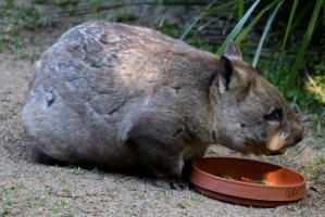 Wombat having a snack