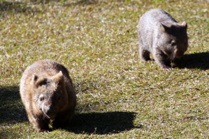 Wombats out for a walk!