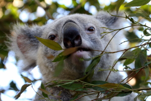 Yum yum, eucalyptus..